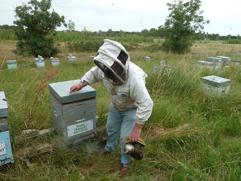 La ruche Traquet motteux