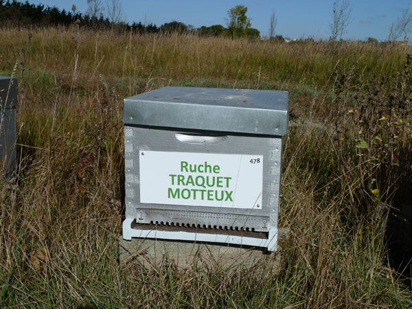 La ruche Traquet motteux