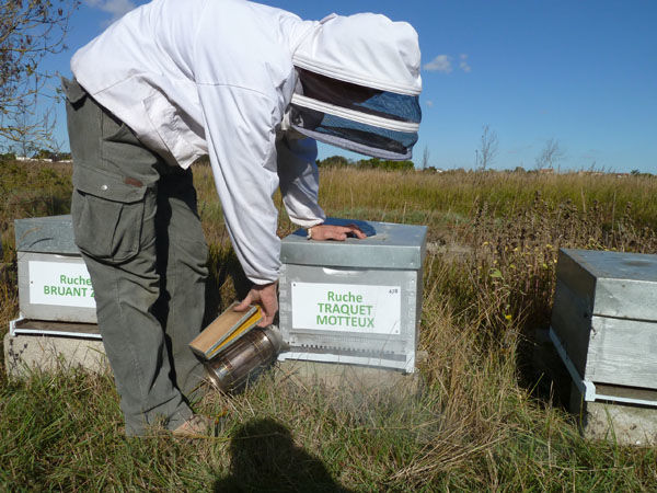 La ruche Traquet motteux
