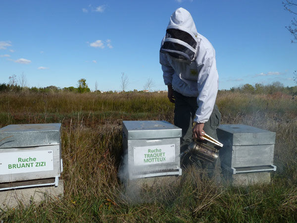 La ruche Traquet motteux