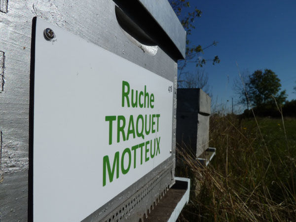 La ruche Traquet motteux