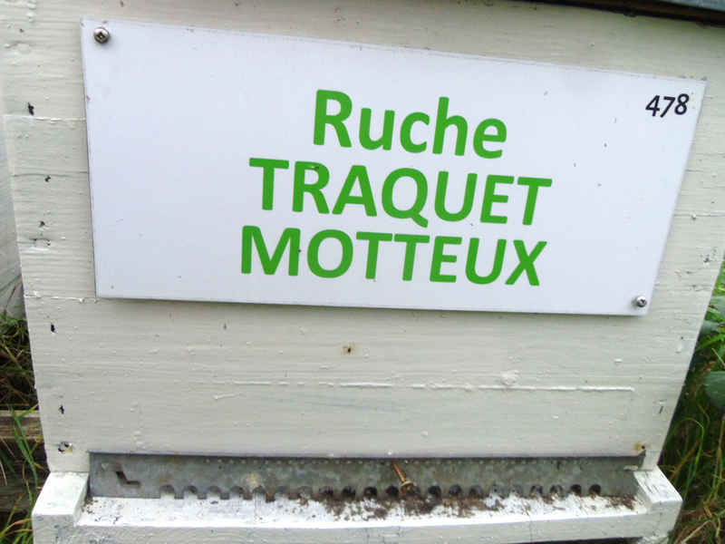 La ruche Traquet motteux