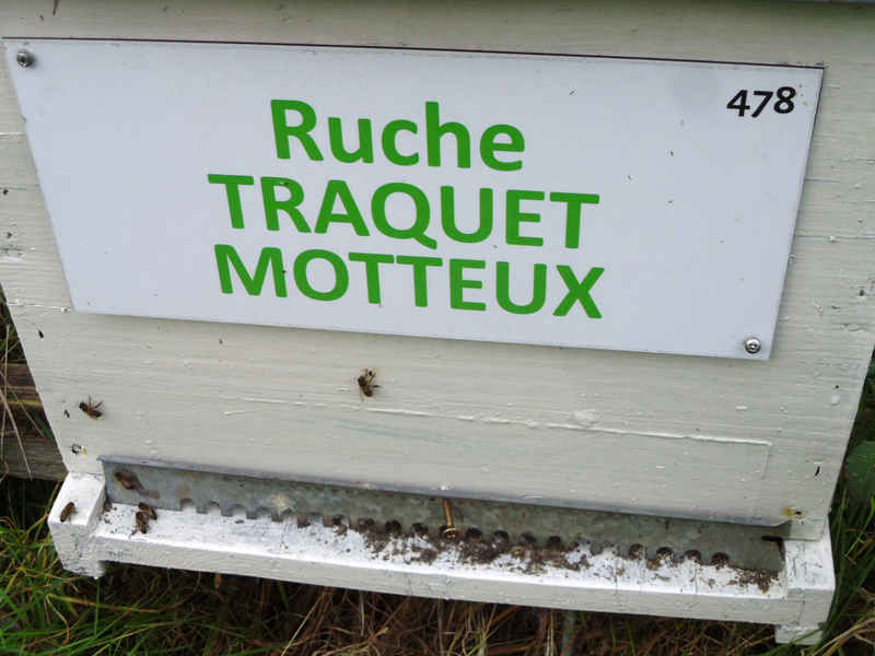 La ruche Traquet motteux