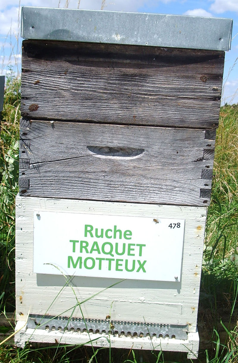 La ruche Traquet motteux