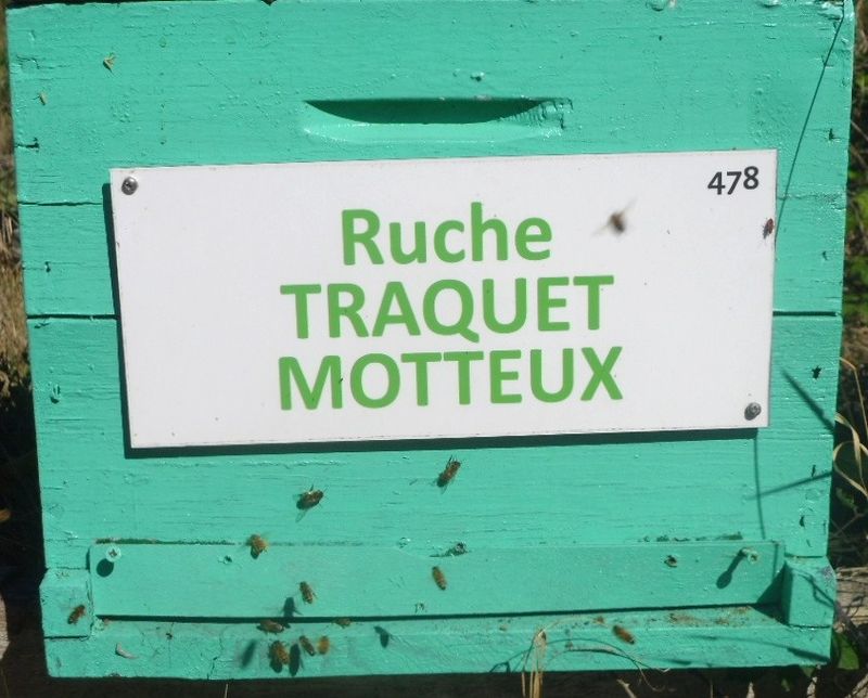La ruche Traquet motteux