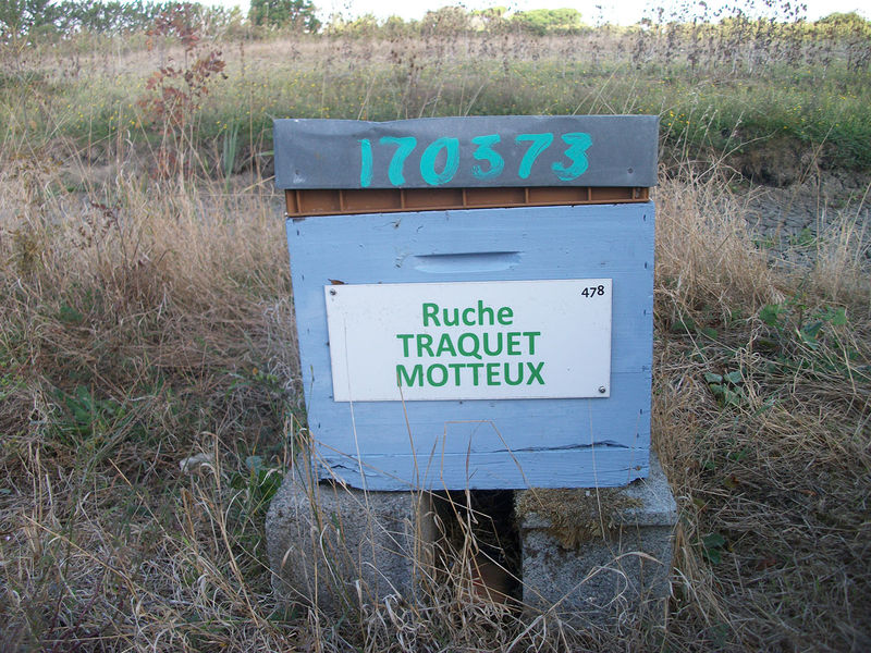 La ruche Traquet motteux