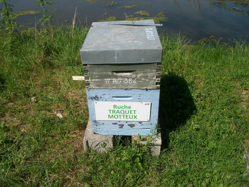 La ruche Traquet motteux