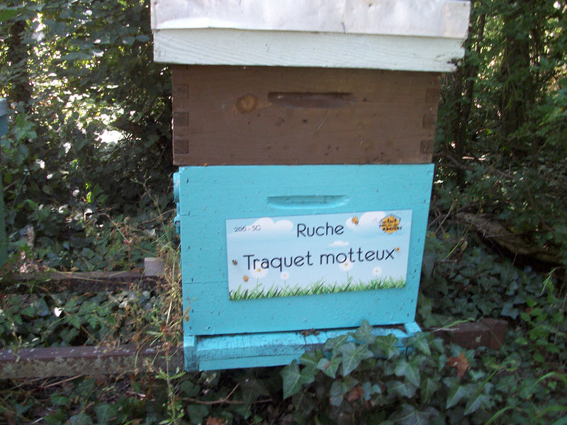 La ruche Traquet motteux