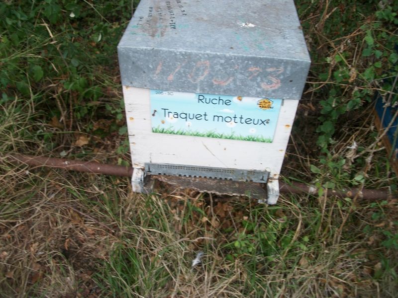 La ruche Traquet motteux