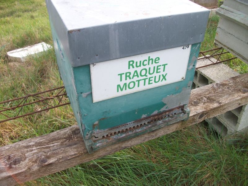 La ruche Traquet motteux