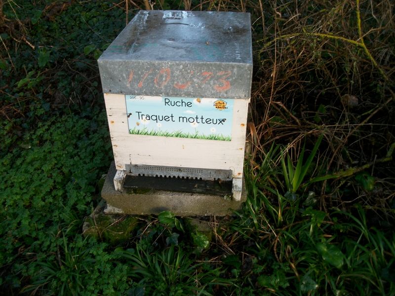 La ruche Traquet motteux