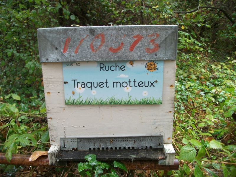 La ruche Traquet motteux