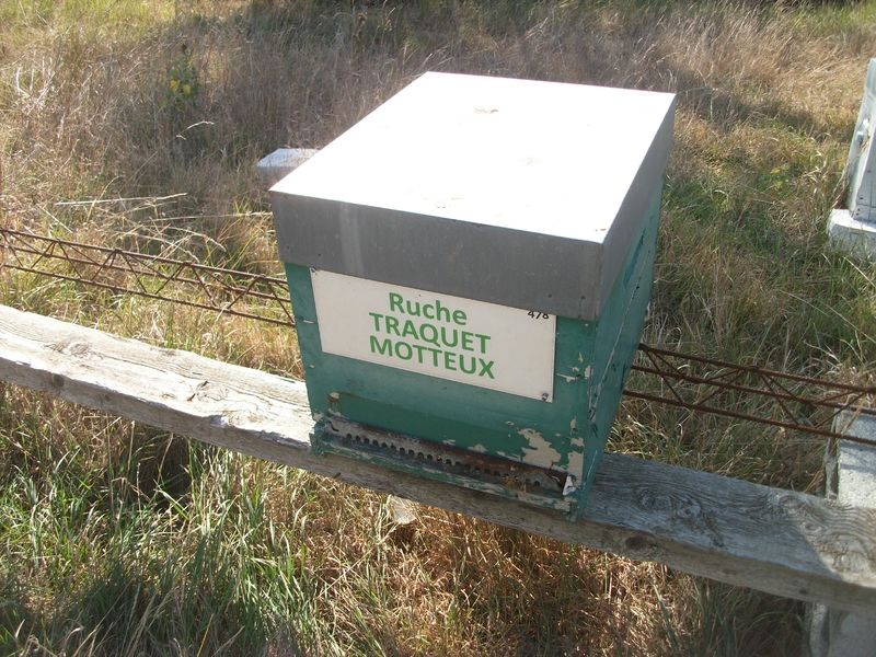 La ruche Traquet motteux
