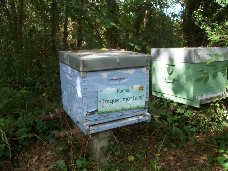 La ruche Traquet motteux