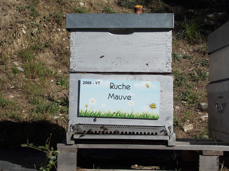 La ruche