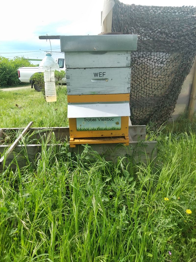 La ruche Trobas Vieilbuc