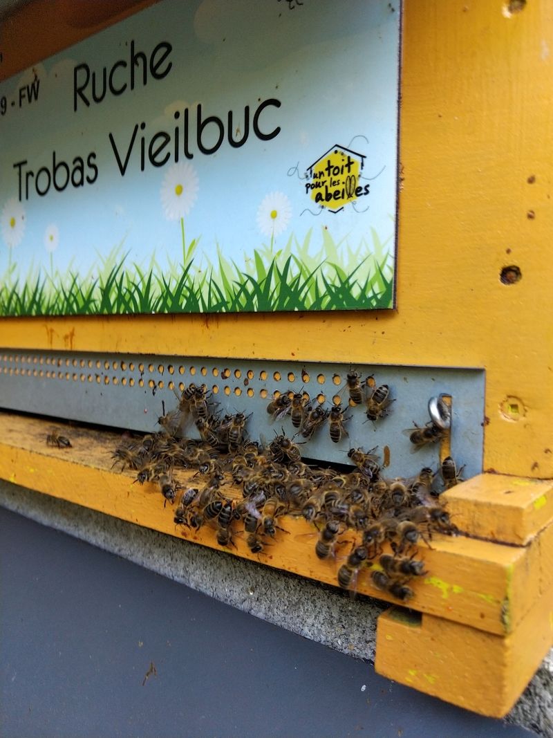 La ruche Trobas Vieilbuc