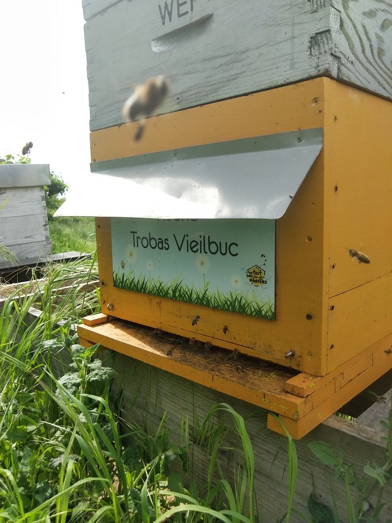 La ruche Trobas Vieilbuc