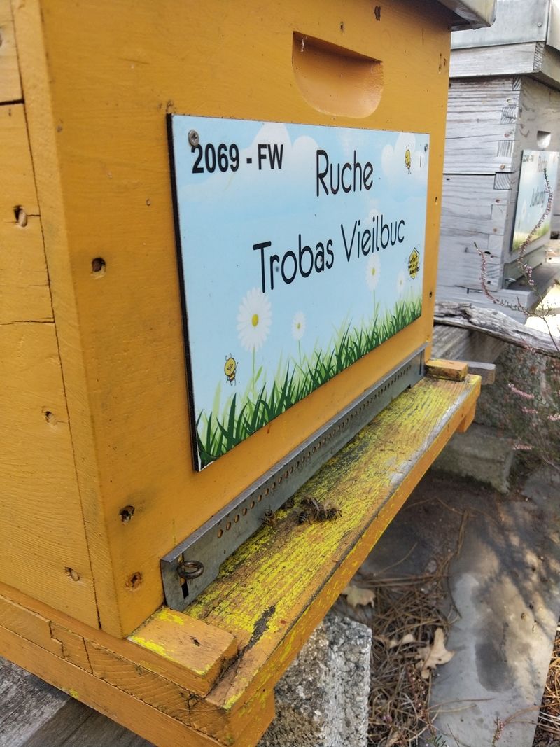 La ruche Trobas Vieilbuc