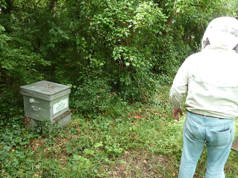 La ruche Accenteur mouchet