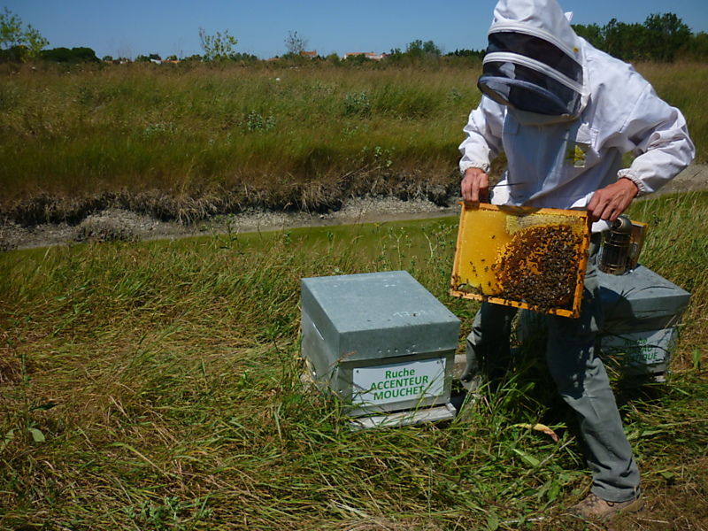 La ruche Accenteur mouchet