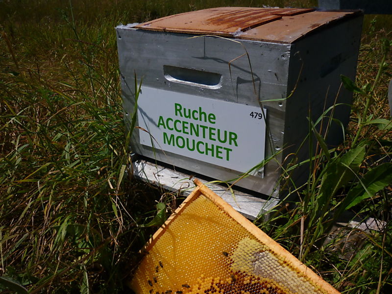 La ruche Accenteur mouchet