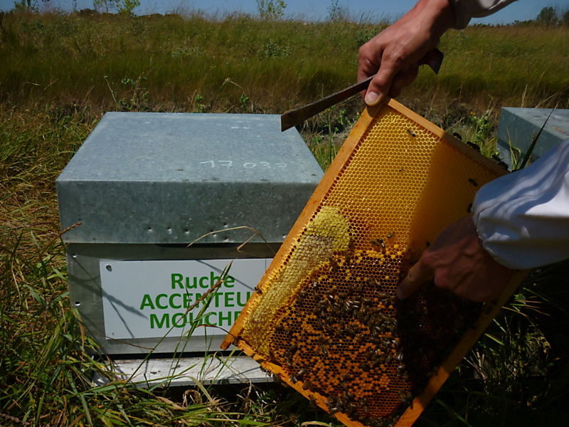 La ruche Accenteur mouchet