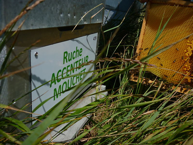 La ruche Accenteur mouchet