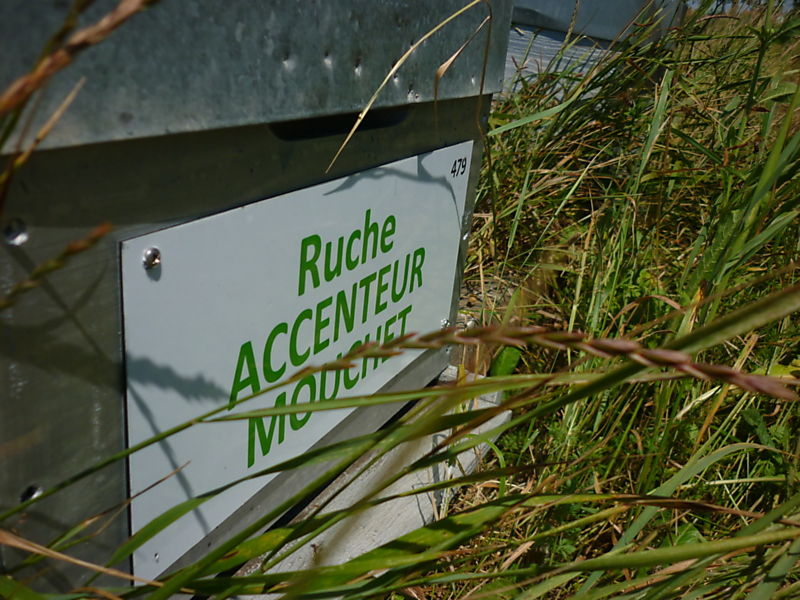 La ruche Accenteur mouchet