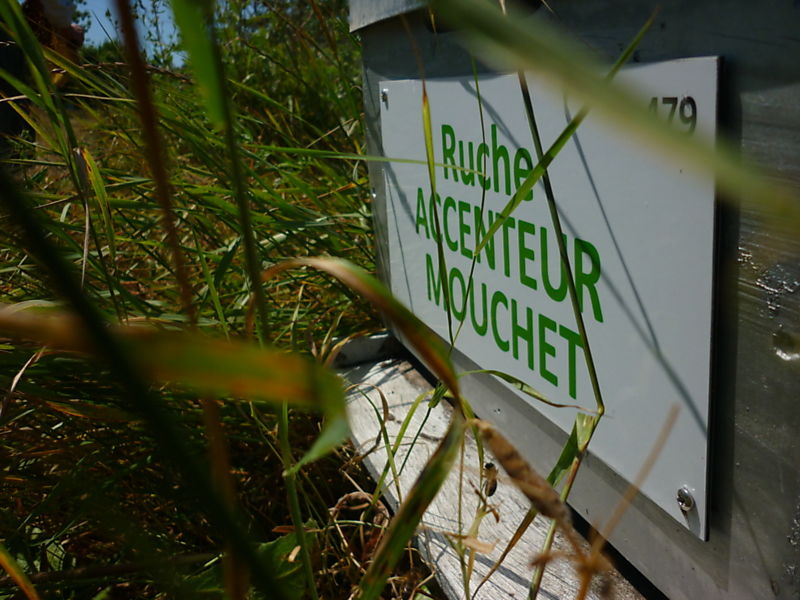 La ruche Accenteur mouchet