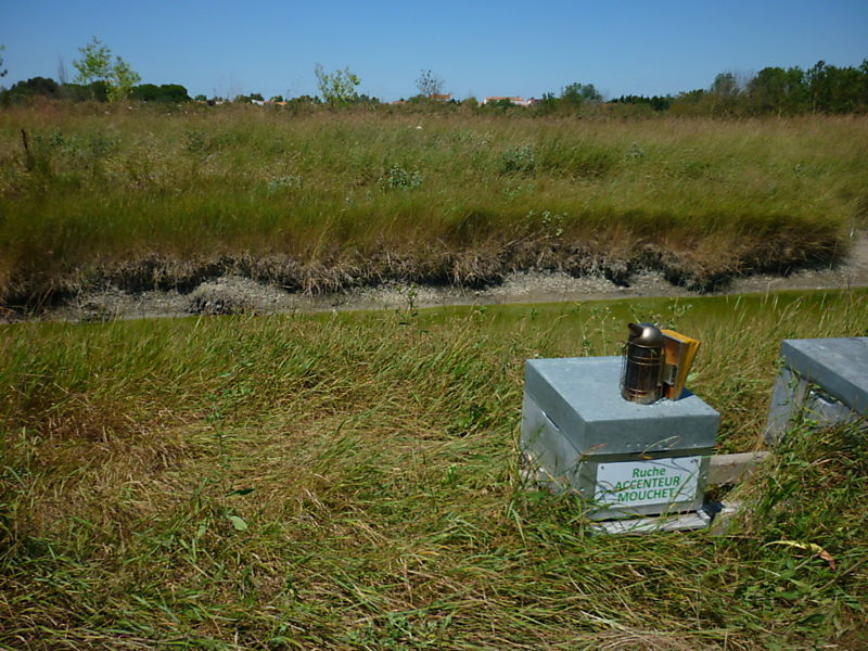 La ruche Accenteur mouchet