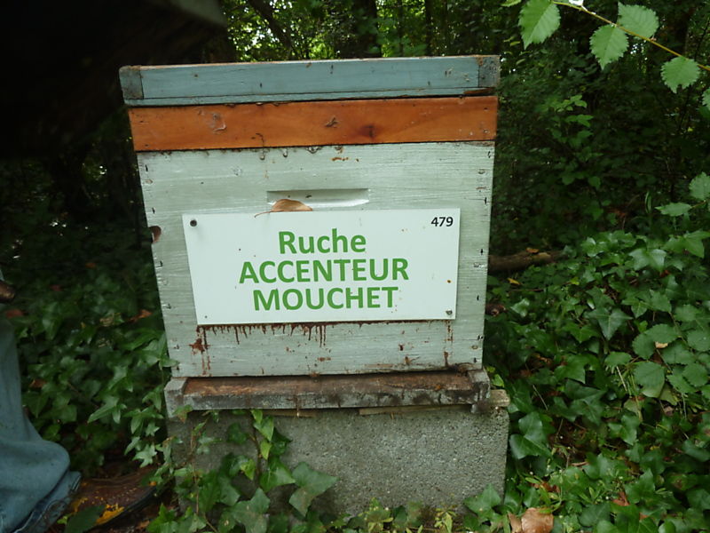 La ruche Accenteur mouchet
