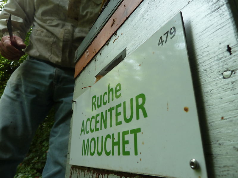 La ruche Accenteur mouchet