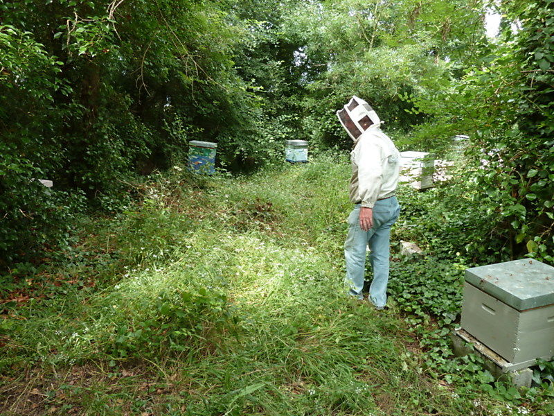 La ruche Accenteur mouchet