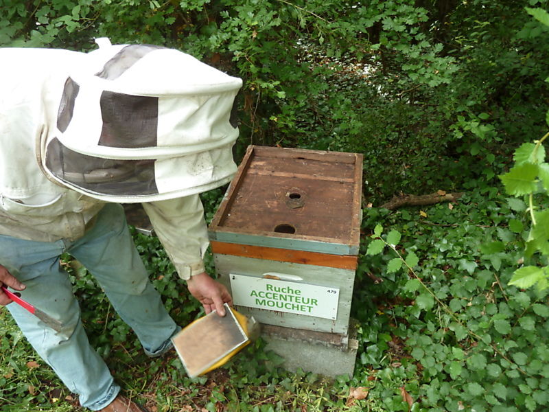 La ruche Accenteur mouchet