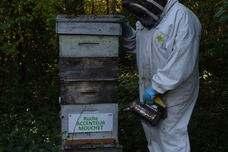 La ruche Accenteur mouchet