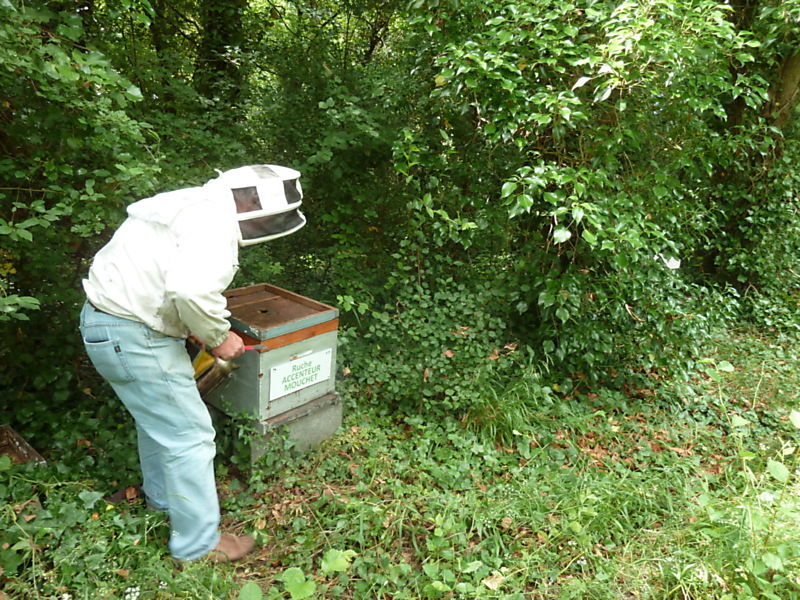La ruche Accenteur mouchet