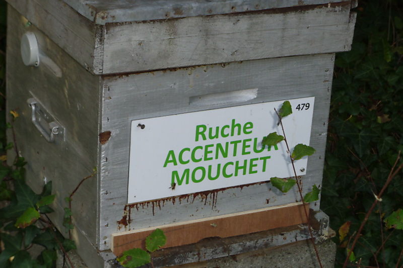 La ruche Accenteur mouchet