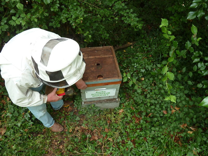 La ruche Accenteur mouchet