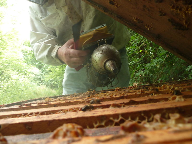 La ruche Accenteur mouchet