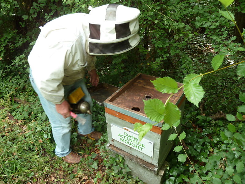 La ruche Accenteur mouchet