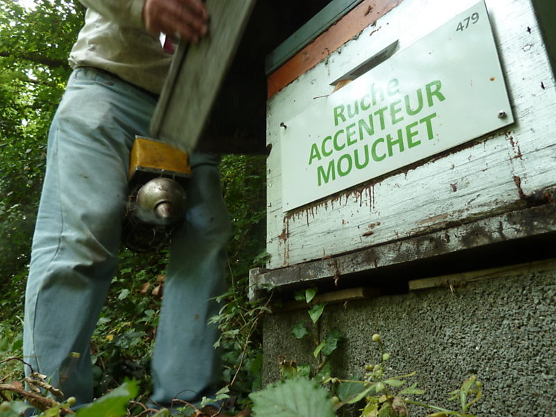 La ruche Accenteur mouchet