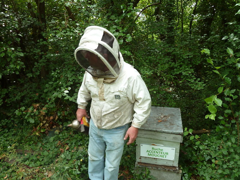 La ruche Accenteur mouchet