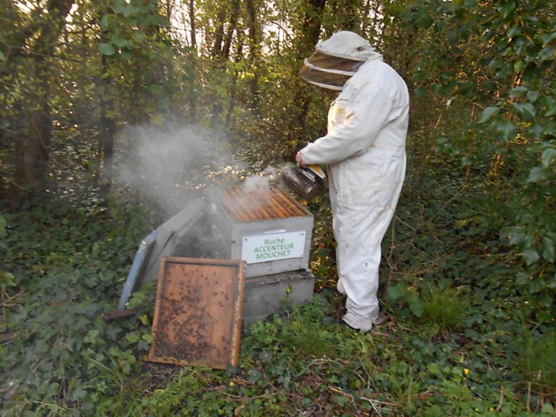 La ruche Accenteur mouchet