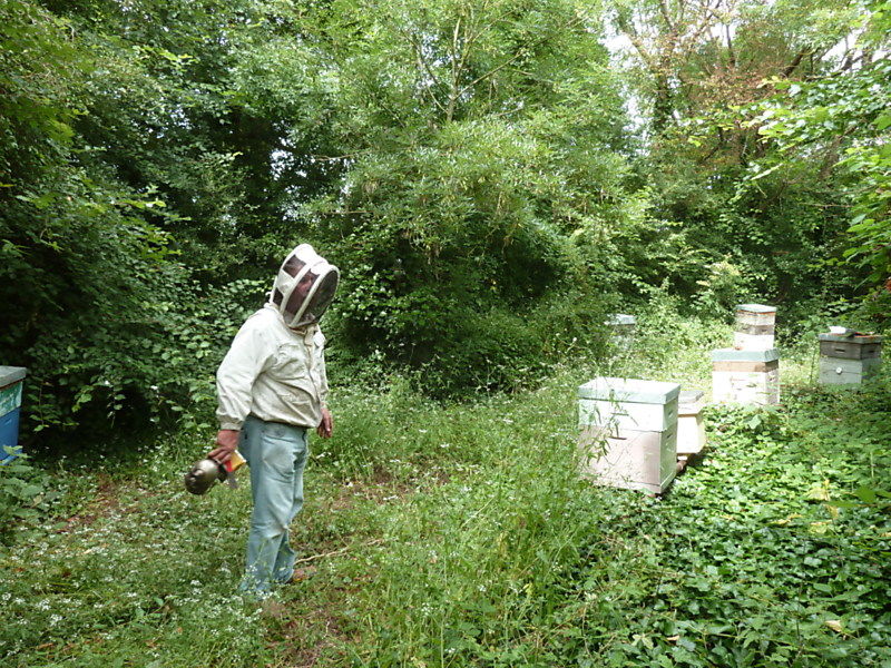 La ruche Accenteur mouchet