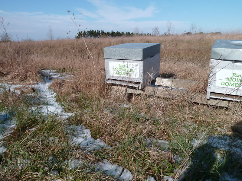 La ruche Accenteur mouchet