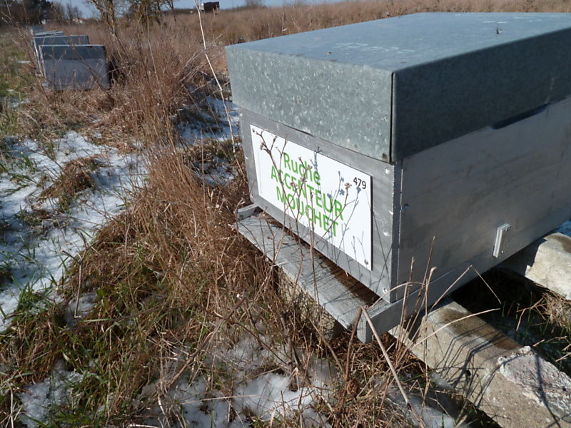 La ruche Accenteur mouchet
