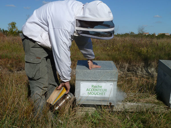 La ruche Accenteur mouchet