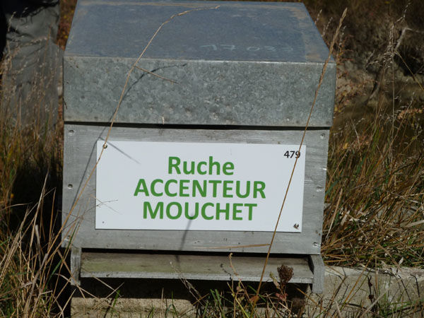 La ruche Accenteur mouchet