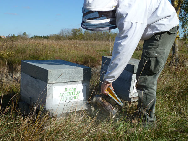 La ruche Accenteur mouchet